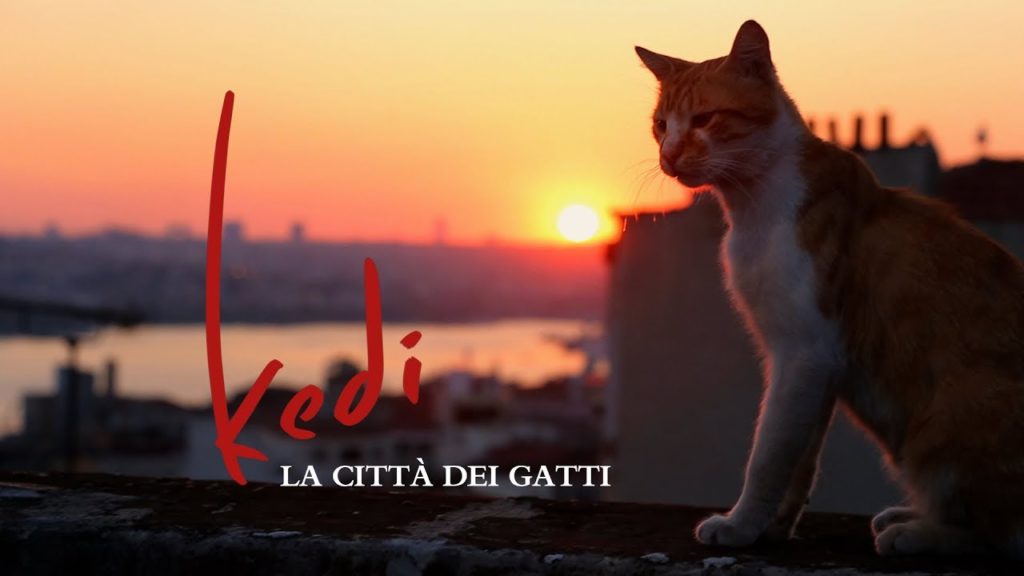 Kedi - la città dei gatti