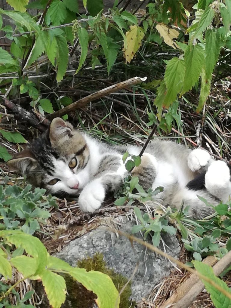 A Ceresole - mamma e due cuccioli