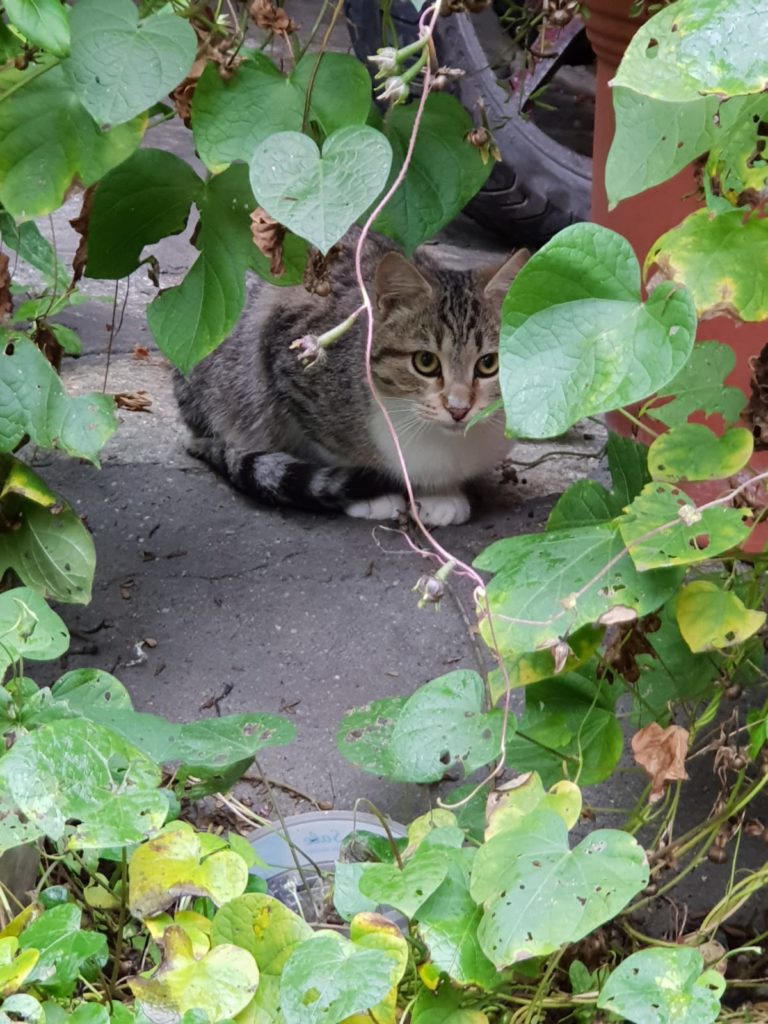 Baio: due cuccioli + mamma