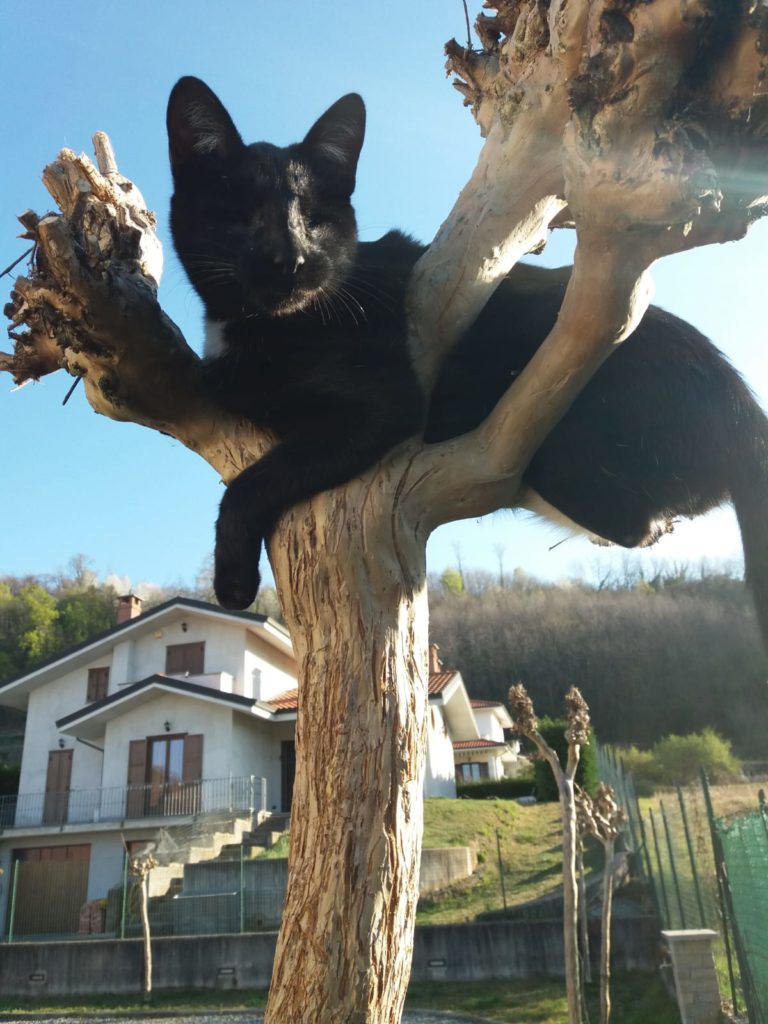 Un gatto cieco... perché no ?