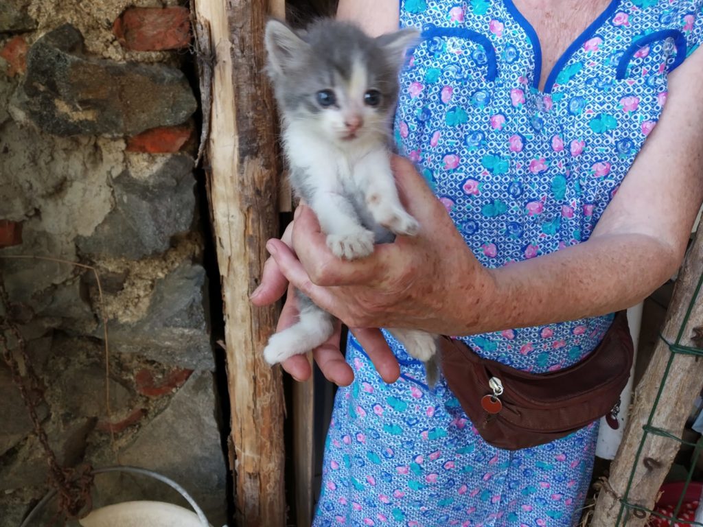 Due cuccioli - Ivrea