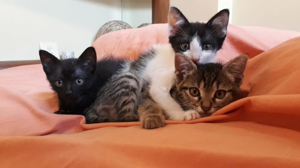 Nala, Norton e Newton