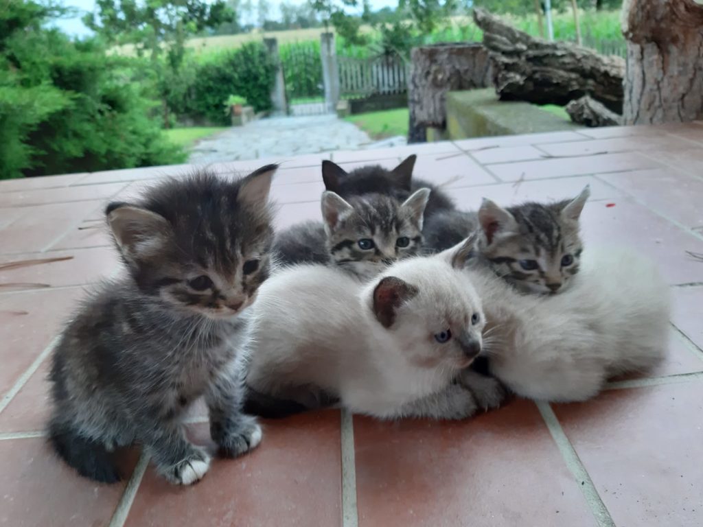 Cuccioli a Bollengo