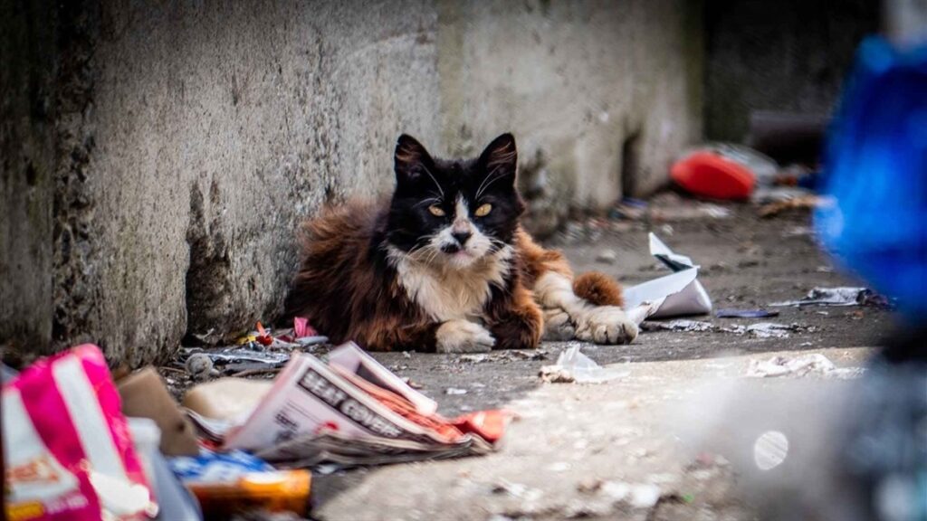 Gatti Galeotti: risposta inviata all'assessora con delega al benessere animale